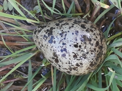 Vanellus vanellus