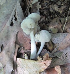 Hypomyces porphyreus