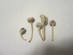 Hypomyces porphyreus