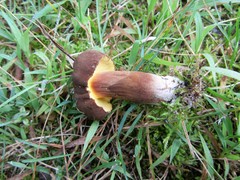 Cyanoboletus cyaneitinctus