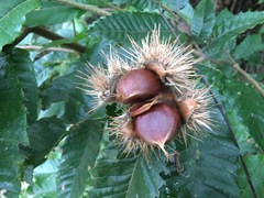 Castanea crenata
