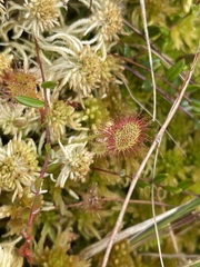 Drosera rotundifolia