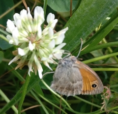 Coenonympha pamphilus