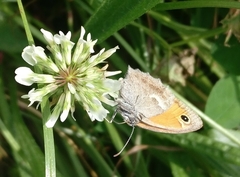 Coenonympha pamphilus