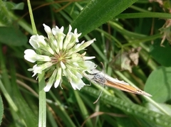 Coenonympha pamphilus
