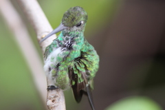 Chionomesa fimbriata