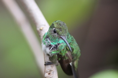 Chionomesa fimbriata