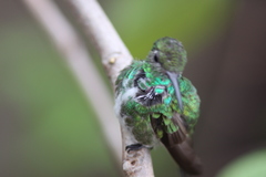 Chionomesa fimbriata