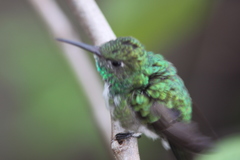 Chionomesa fimbriata