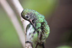 Chionomesa fimbriata