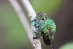 Chionomesa fimbriata