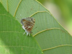 Catapaecilma major