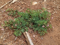 Hosackia stipularis ottleyi