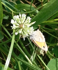 Coenonympha pamphilus