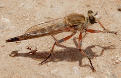 Proctacanthella