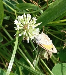 Coenonympha pamphilus