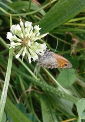 Coenonympha pamphilus