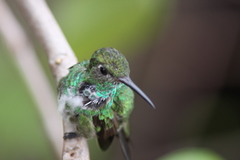 Chionomesa fimbriata