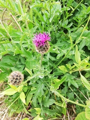 Codon royenii