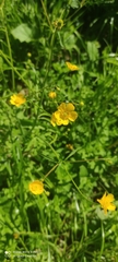 Ranunculus acris
