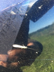 Nectopsyche exquisita