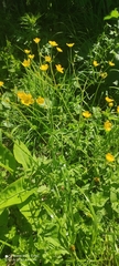 Ranunculus acris