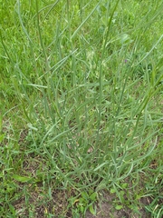 Chondrilla latifolia