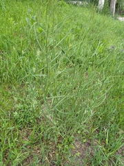 Chondrilla latifolia