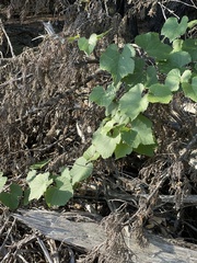 Vitis berlandieri