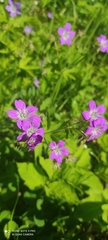 Geranium sylvaticum