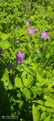 Geranium sylvaticum