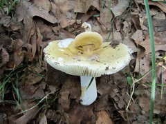 Russula ochroleucoides