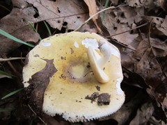 Russula ochroleucoides