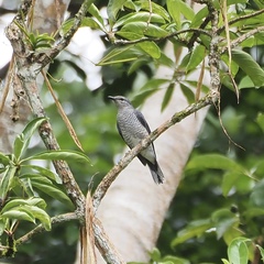 Lalage fimbriata
