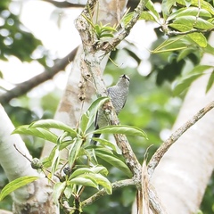 Lalage fimbriata