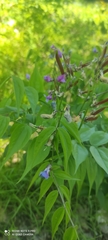Lathyrus vernus
