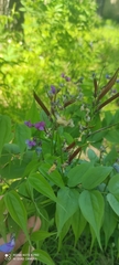 Lathyrus vernus
