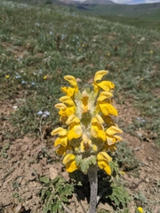 Phlomoides speciosa