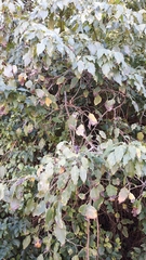 Cordia caffra