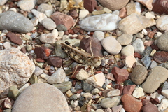 Dociostaurus maroccanus