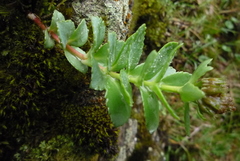 Phedimus subcapitatum