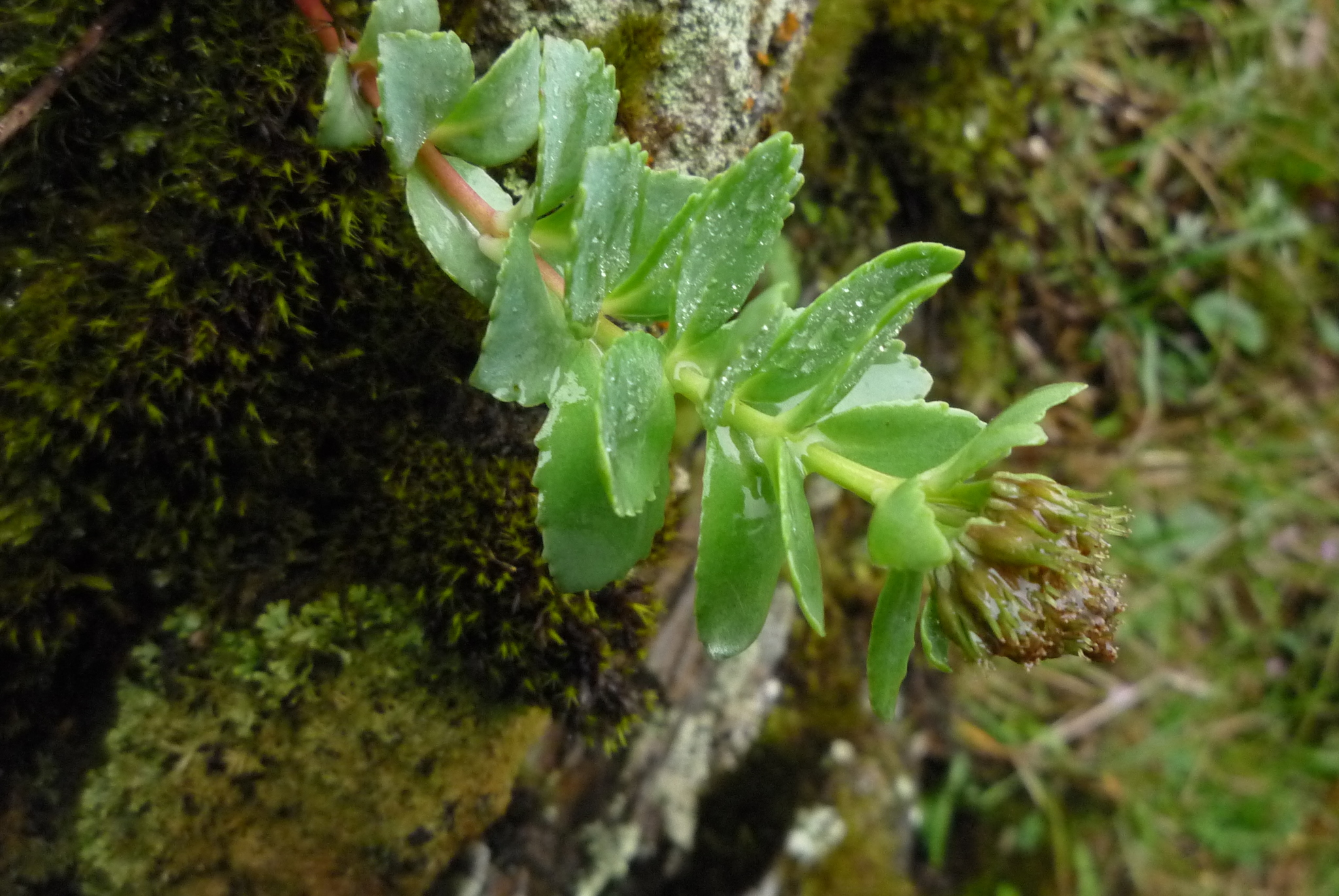 Hylotelephium subcapitatum (Hayata) H.Ohba 3