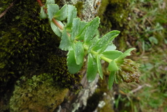 Phedimus subcapitatum