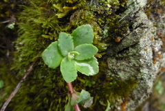 Phedimus subcapitatum