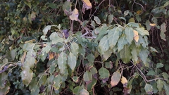 Cordia caffra