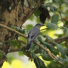 Lalage fimbriata