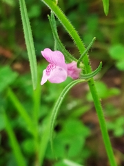 Galeopsis angustifolia
