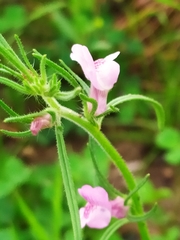 Galeopsis angustifolia