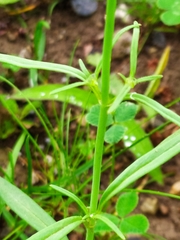 Galeopsis angustifolia