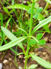 Galeopsis angustifolia